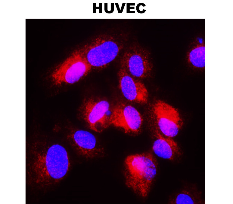 IR109-446 anti-COX2 antibody ICC/IF image IR109-446 anti-COX2 antibody ICC/IF image