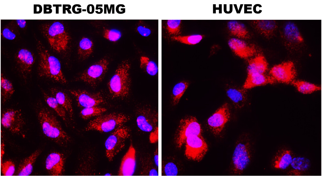 IR114-473 anti-IL1 beta antibody ICC/IF image