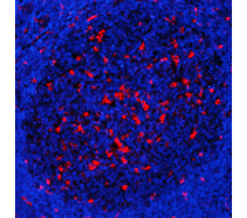 IRR004 anti- mouse CD68 [FA-11] antibody IHC-Fr image