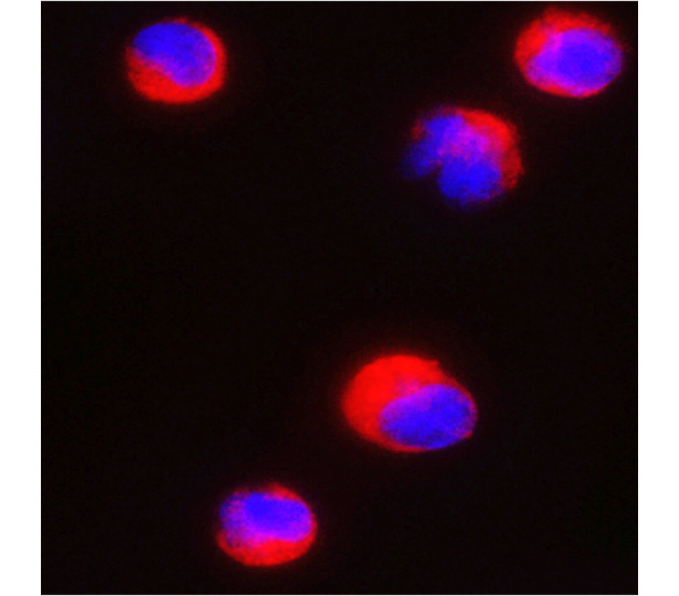 IRR002 anti-CD4 antibody ICC image IRR002 anti-CD4 antibody ICC image