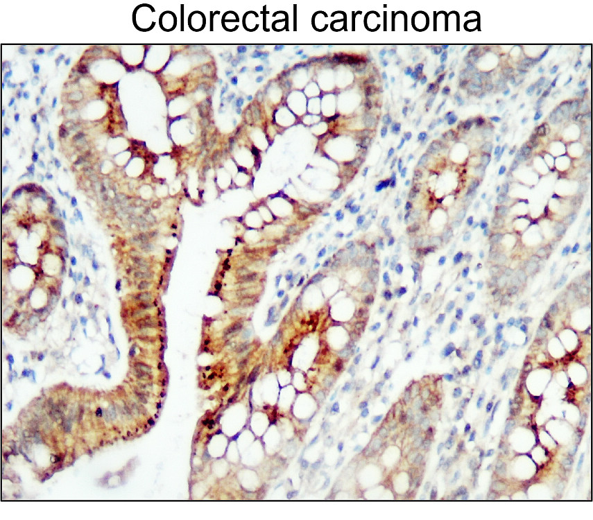 IR56-184 anti-ZO-1 antibody IHC image IR56-184 anti-ZO-1 antibody IHC image