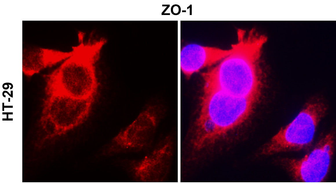 IR56-184 anti-ZO-1 antibody ICC/IF image