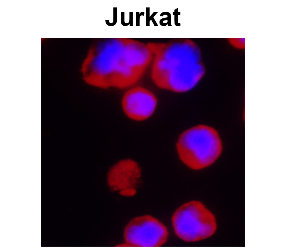 IRR001 anti-CD3 antibody ICC image IRR001 anti-CD3 antibody ICC image