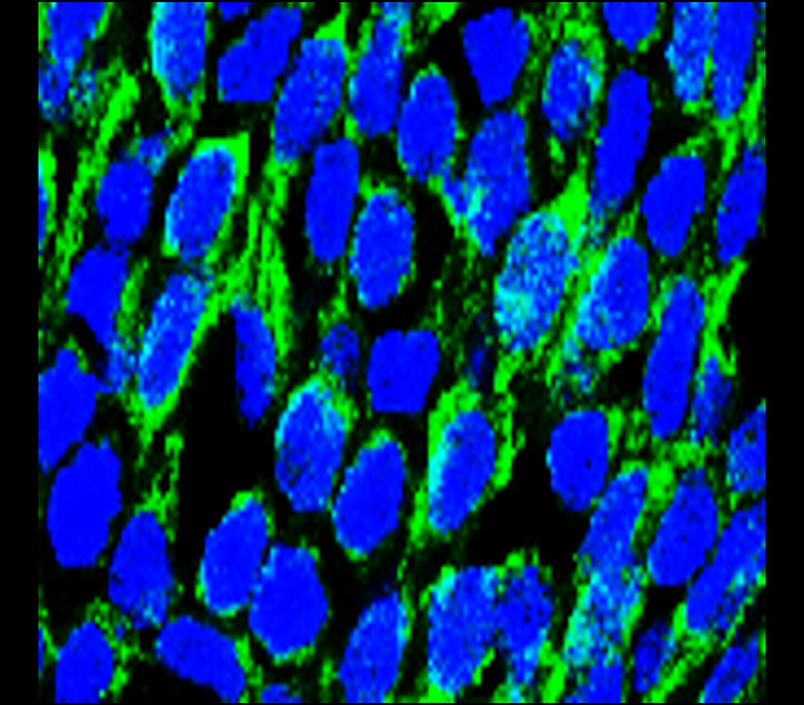 Customer feedback Image IR57-193 anti-Occludin antibody IHC-Fr image Customer feedback Image IR57-193 anti-Occludin antibody IHC-Fr image