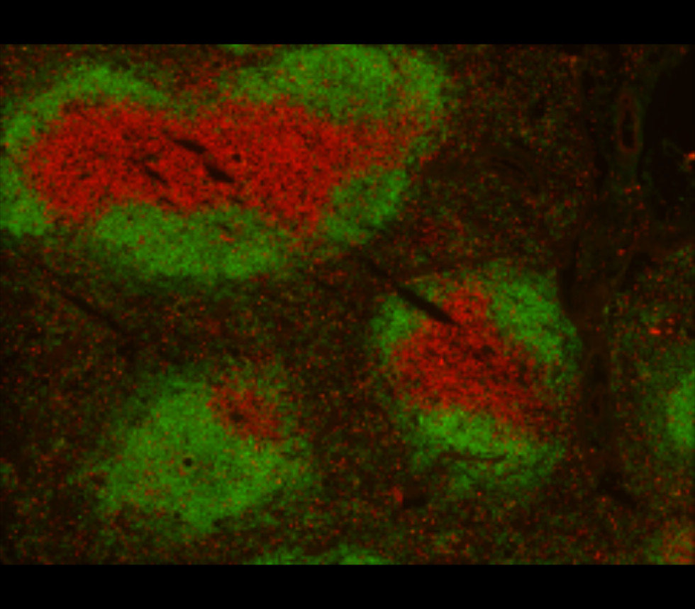 Customer feedback IRR001 anti-CD3 antibody IHC-Fr image Customer feedback IRR001 anti-CD3 antibody IHC-Fr image