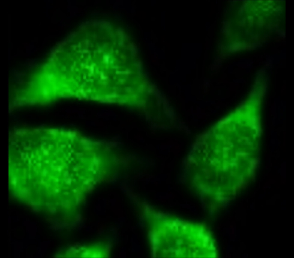 IRM009 anti-AKT monoclonal antibody ICC/IF image IRM009 anti-AKT monoclonal antibody ICC/IF image