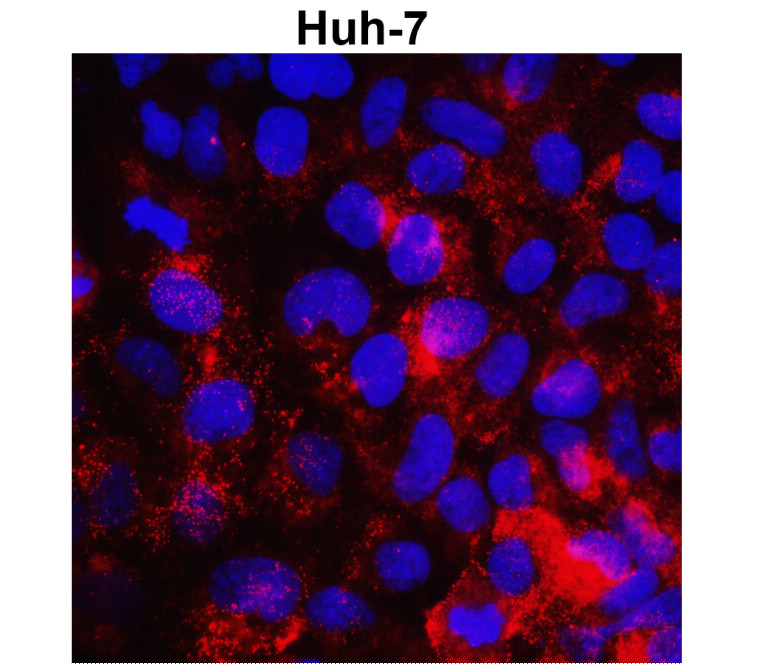 IR66-225 anti-MMP1 antibody_Huh-7 ICC image IR66-225 anti-MMP1 antibody_Huh-7 ICC image