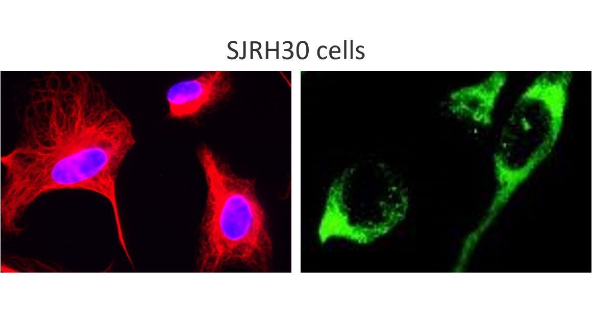 IRM006 anti-Desmin antibody ICC/IF image