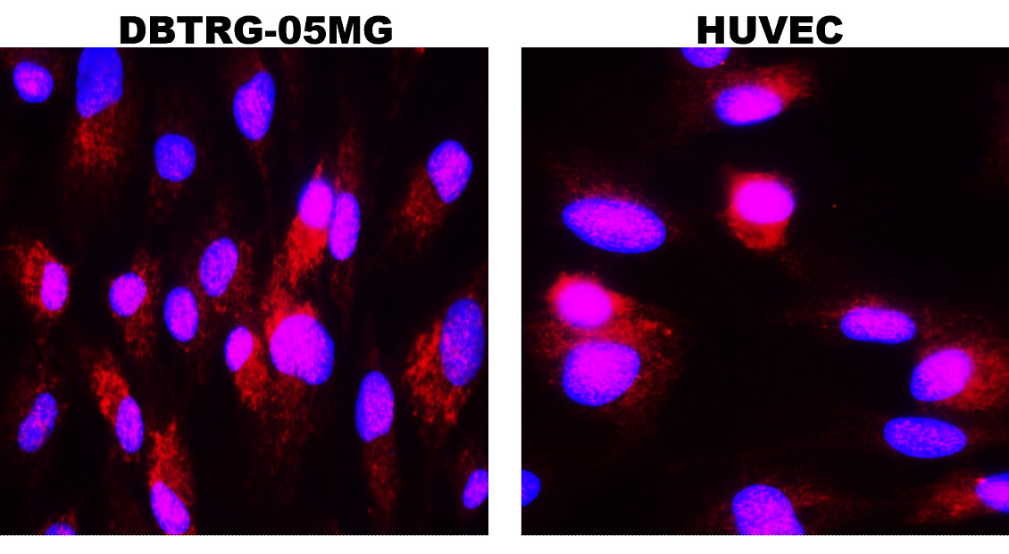 IR70-234 anti-MMP9 antibody ICC image