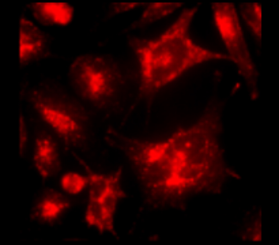IRM003 anti-LAMP2 / CD107b monoclonal antibody ICC image