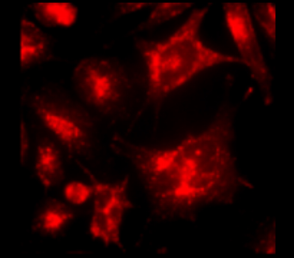 IRM003 anti-LAMP2 / CD107b monoclonal antibody ICC image IRM003 anti-LAMP2 / CD107b monoclonal antibody ICC image