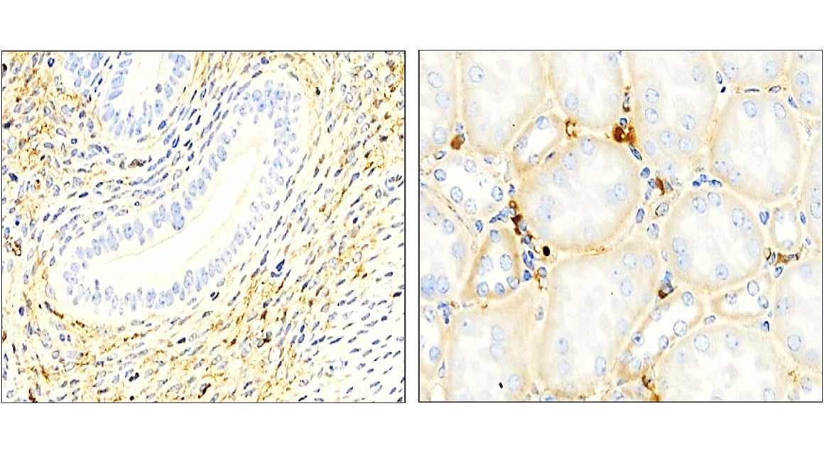 IRM003 anti-LAMP2 / CD107b monoclonal antibody IHC image IRM003 anti-LAMP2 / CD107b monoclonal antibody IHC image