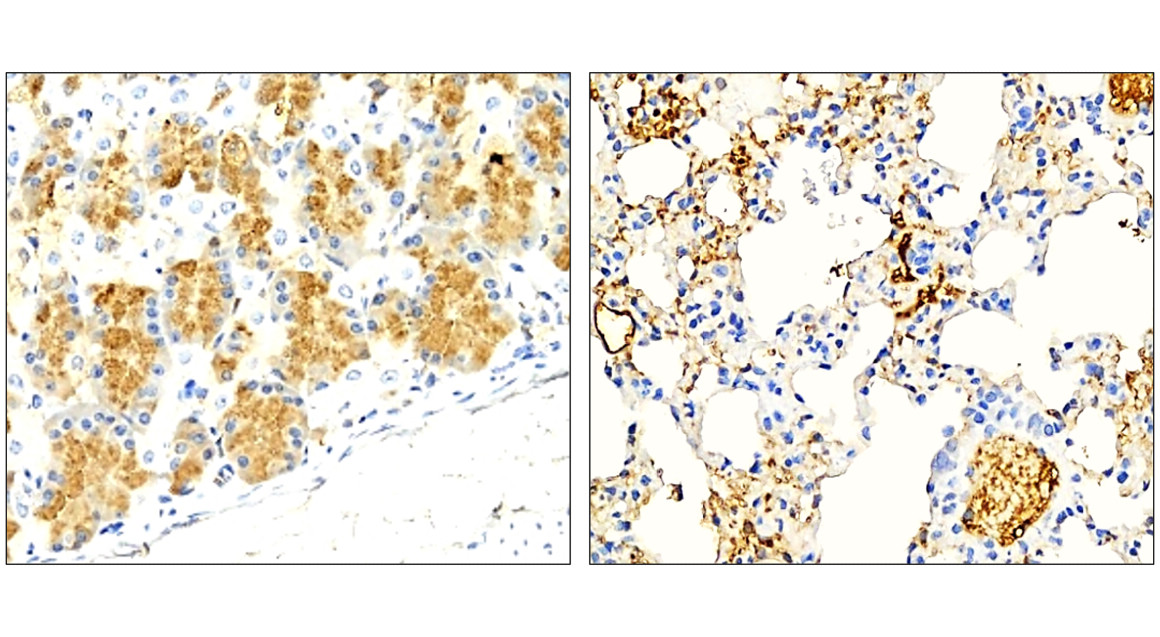IRM003 anti-LAMP2 / CD107b monoclonal antibody IHC image IRM003 anti-LAMP2 / CD107b monoclonal antibody IHC image