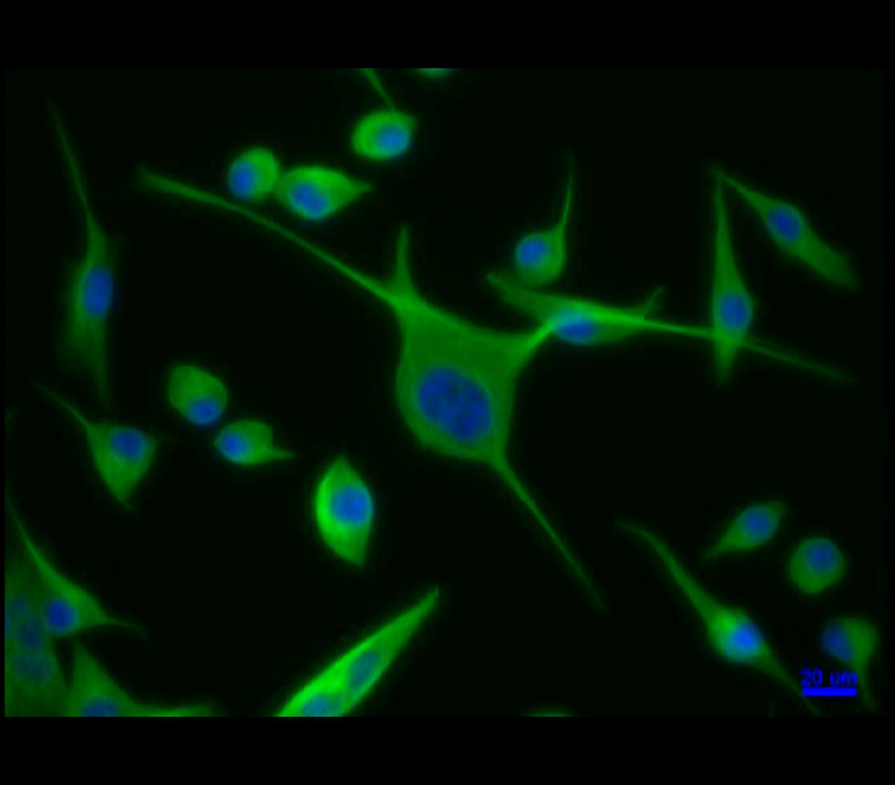 IRM001 anti-alpha Tubulin monoclonal antibody ICC/IF image IRM001 anti-alpha Tubulin monoclonal antibody ICC/IF image