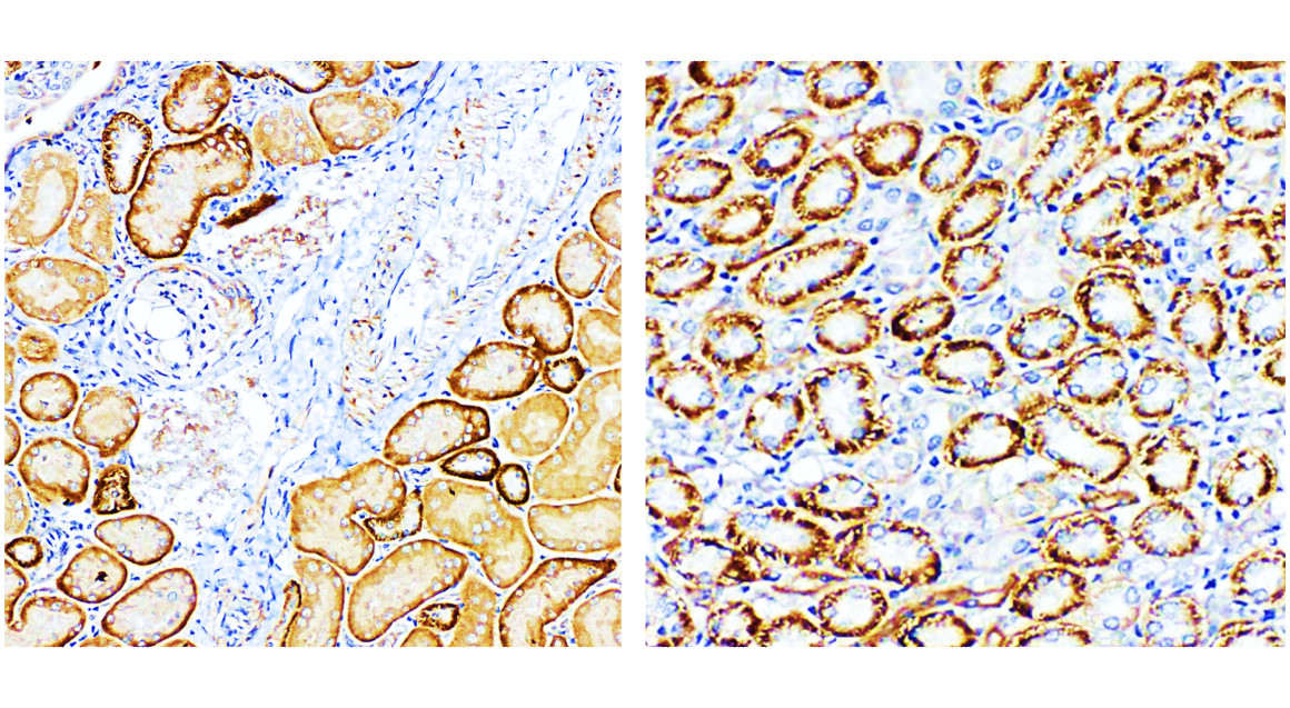 IRCP011 anti FNDC5 / irisin antibody IHC image IRCP011 anti FNDC5 / irisin antibody IHC image