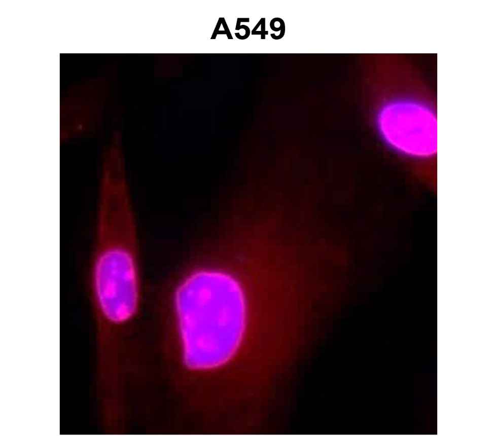 IRCP005 anti-GON4L antibody ICC image IRCP005 anti-GON4L antibody ICC image