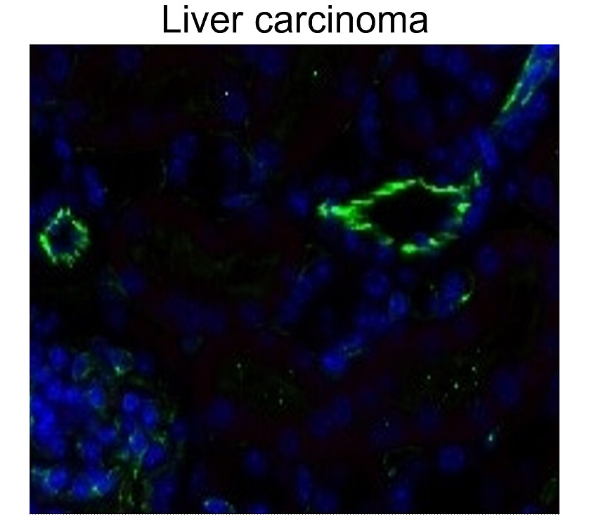 IR75-257 anti-CD31/PECAM1 antibody IHC image IR75-257 anti-CD31/PECAM1 antibody IHC image