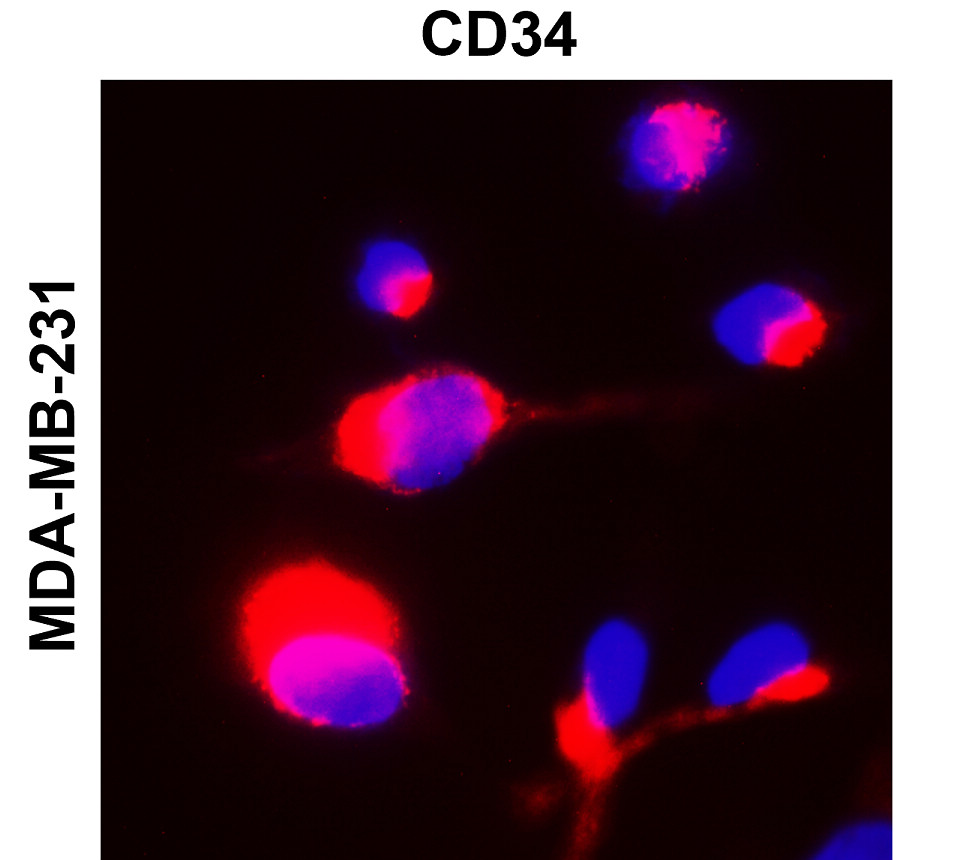 IR76-259 anti-CD34 antibody_MDA-MB-231 ICC/IF image