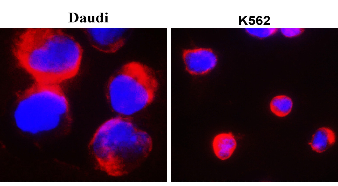 IR327-1032 anti- Toll-like Receptor 7 antibody ICC/IF image IR327-1032 anti- Toll-like Receptor 7 antibody ICC/IF image
