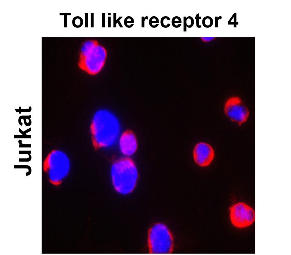 IR324-1020 anti- Toll-like Receptor 4 antibody ICC/IF image IR324-1020 anti- Toll-like Receptor 4 antibody ICC/IF image