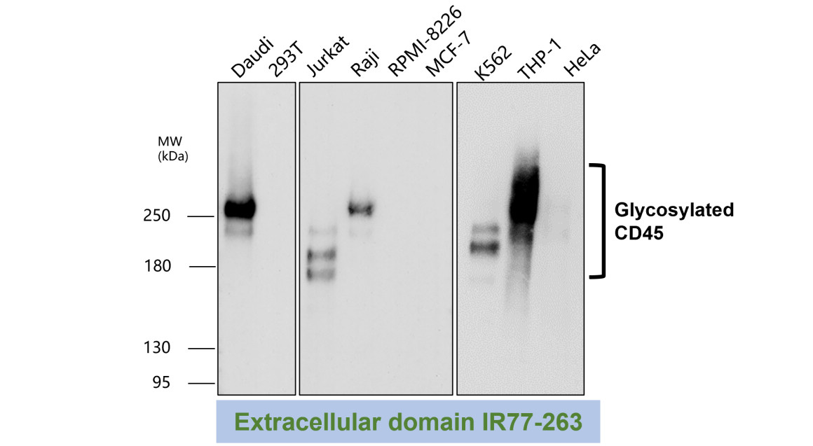 IR77-263 anti-CD45 antibody WB image