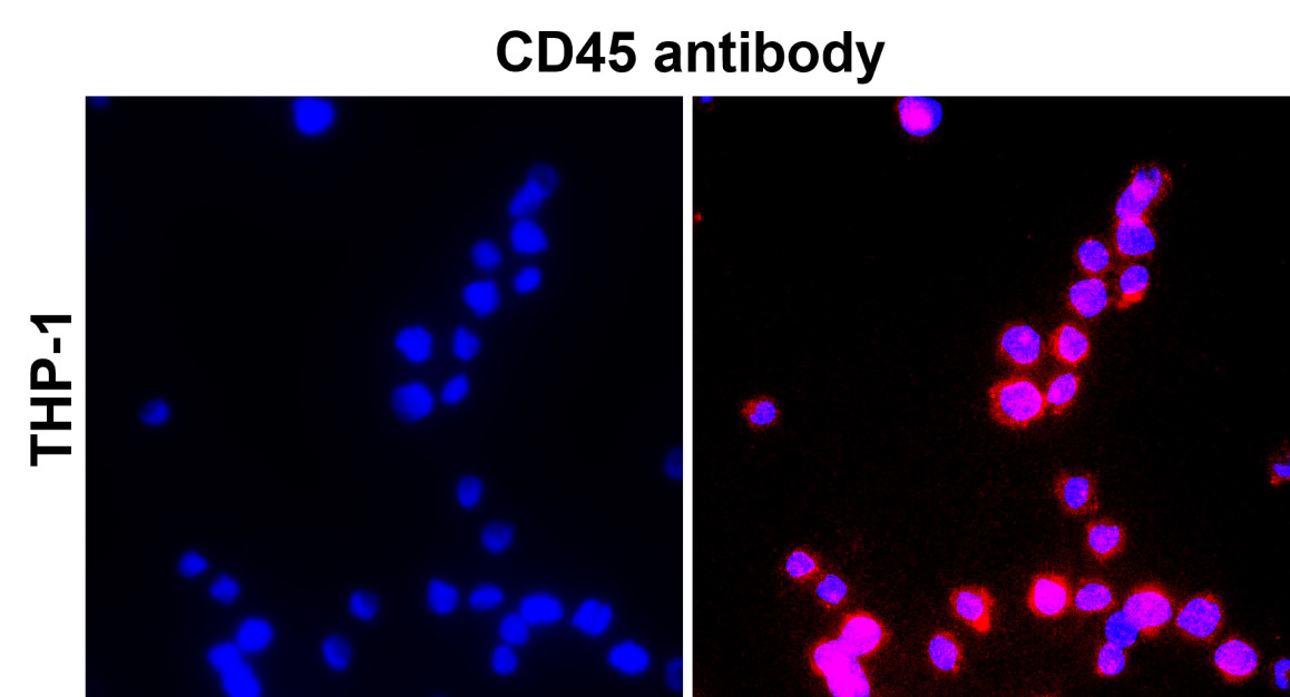 IR77-263 anti CD45 antibody_THP-1 ICC/IF image IR77-263 anti CD45 antibody_THP-1 ICC/IF image