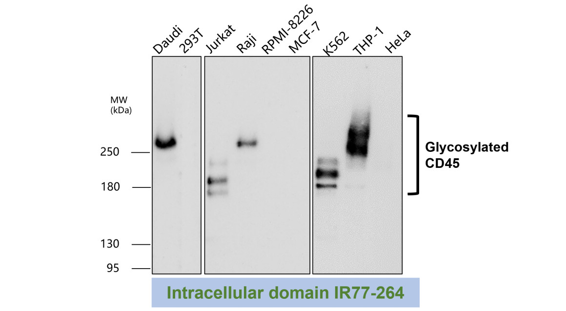 IR77-264 anti-CD45 antibody WB image