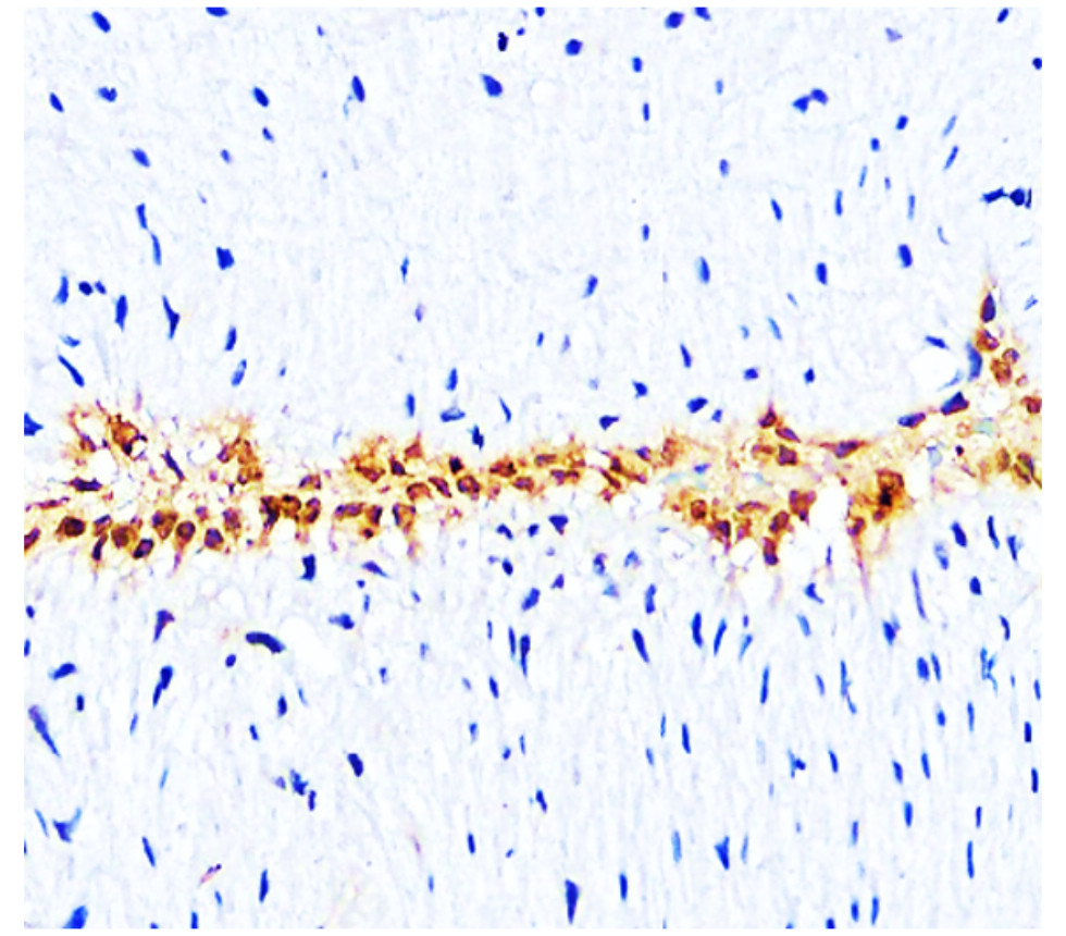 IR306-909 anti L-selectin / CD62L antibody IHC image IR306-909 anti L-selectin / CD62L antibody IHC image