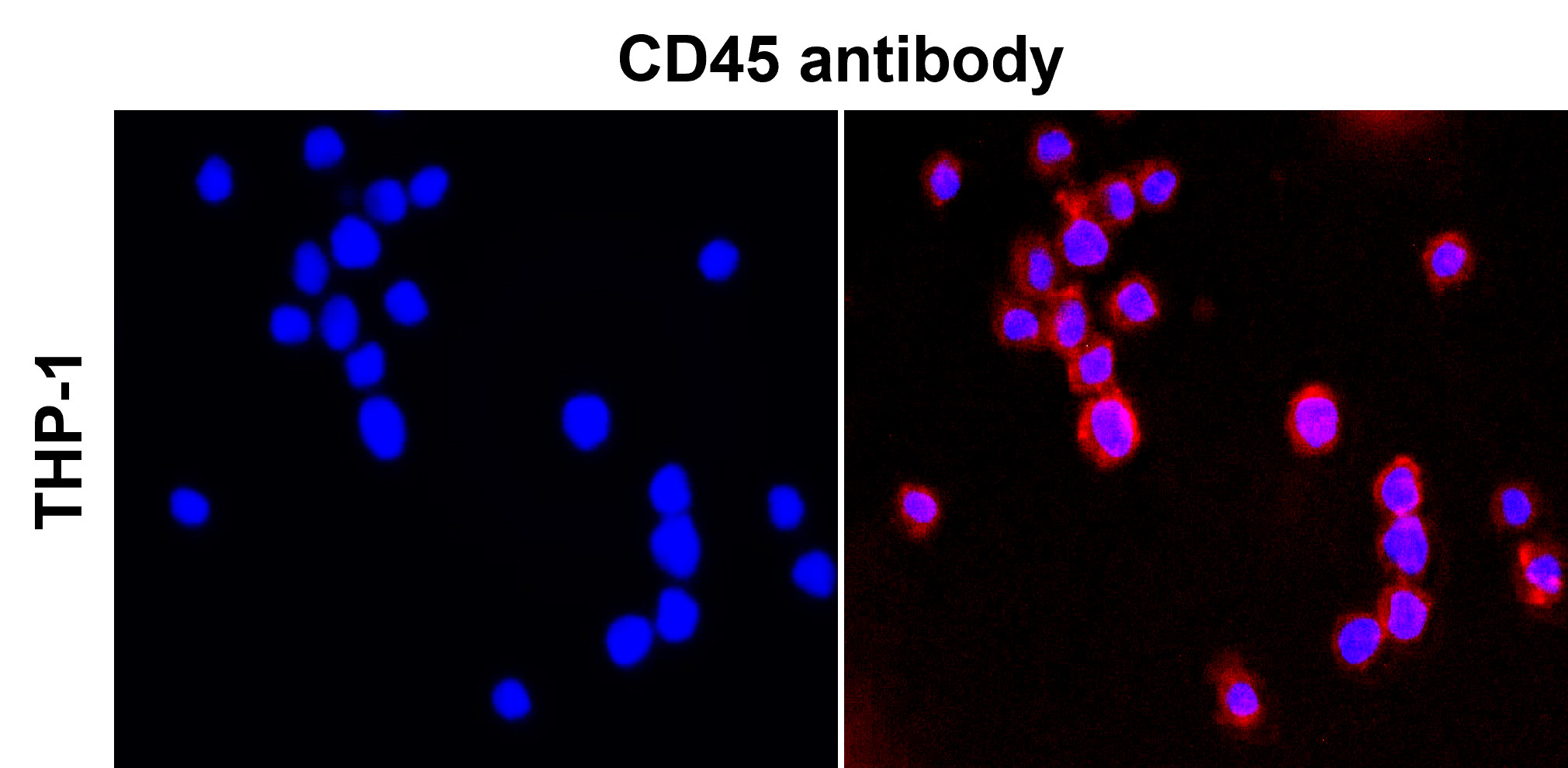 IR77-264 anti-CD45 antibody_THP-1 ICC/IF image