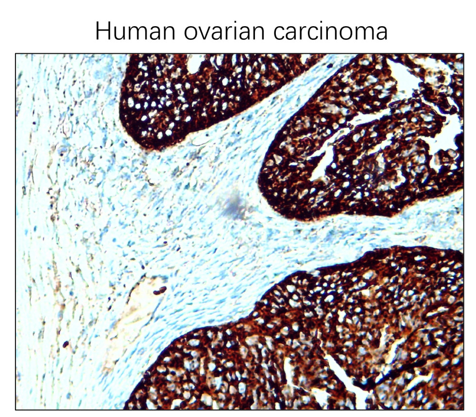 IR301-983 anti-CD63 antibody  IHC image