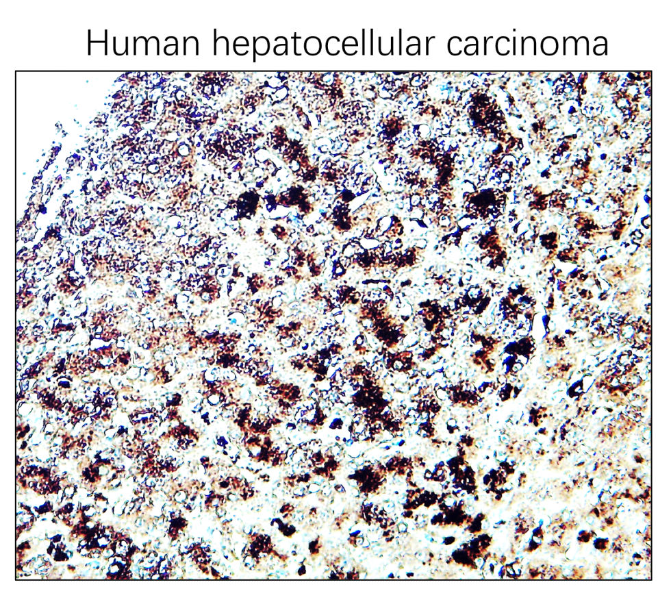 IR301-983 anti-CD63 antibody IHC image IR301-983 anti-CD63 antibody IHC image