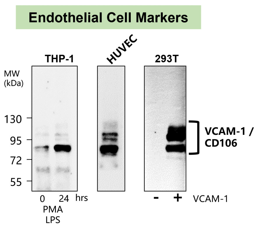 IR79-272 anti-VCAM-1 / CD106 antibody WB image