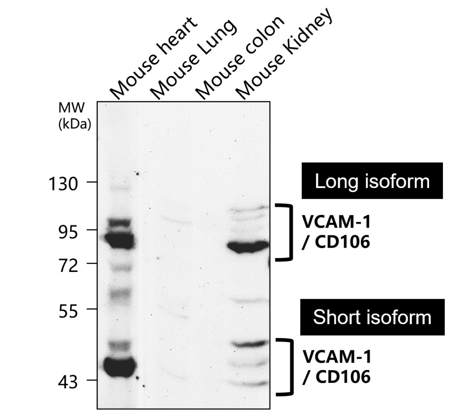 IR79-272 anti-VCAM-1 / CD106 antibody WB image IR79-272 anti-VCAM-1 / CD106 antibody WB image