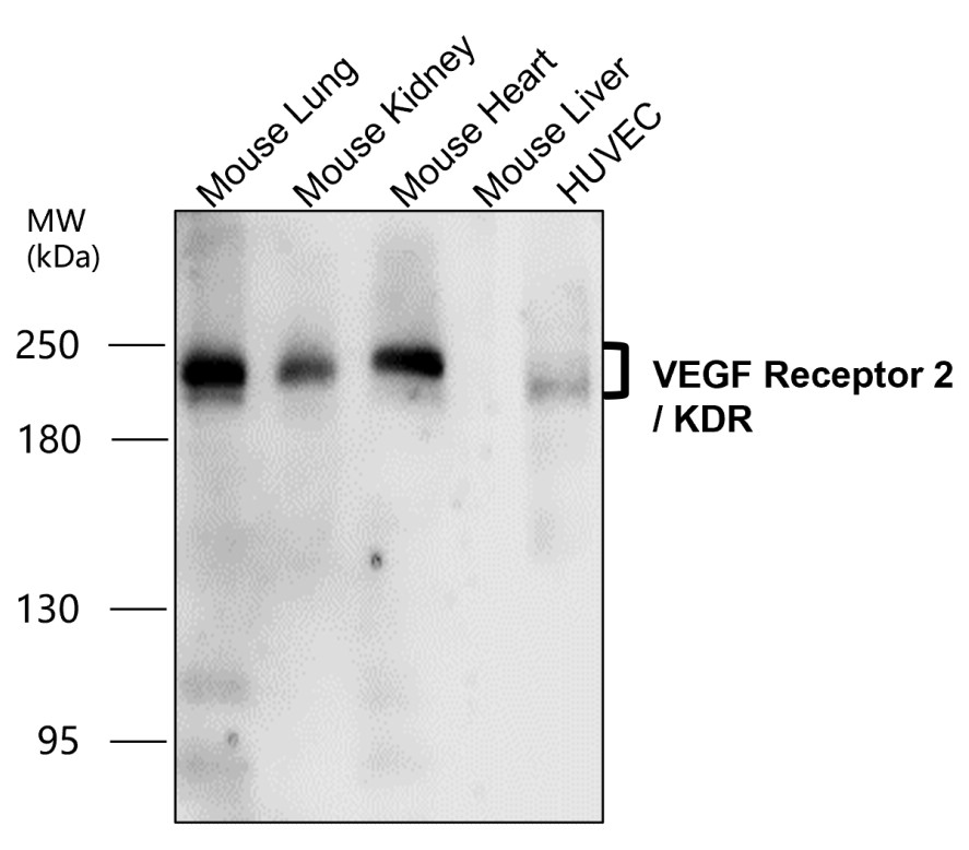 IR81-279 anti-VEGF Receptor 2 antibody WB image IR81-279 anti-VEGF Receptor 2 antibody WB image