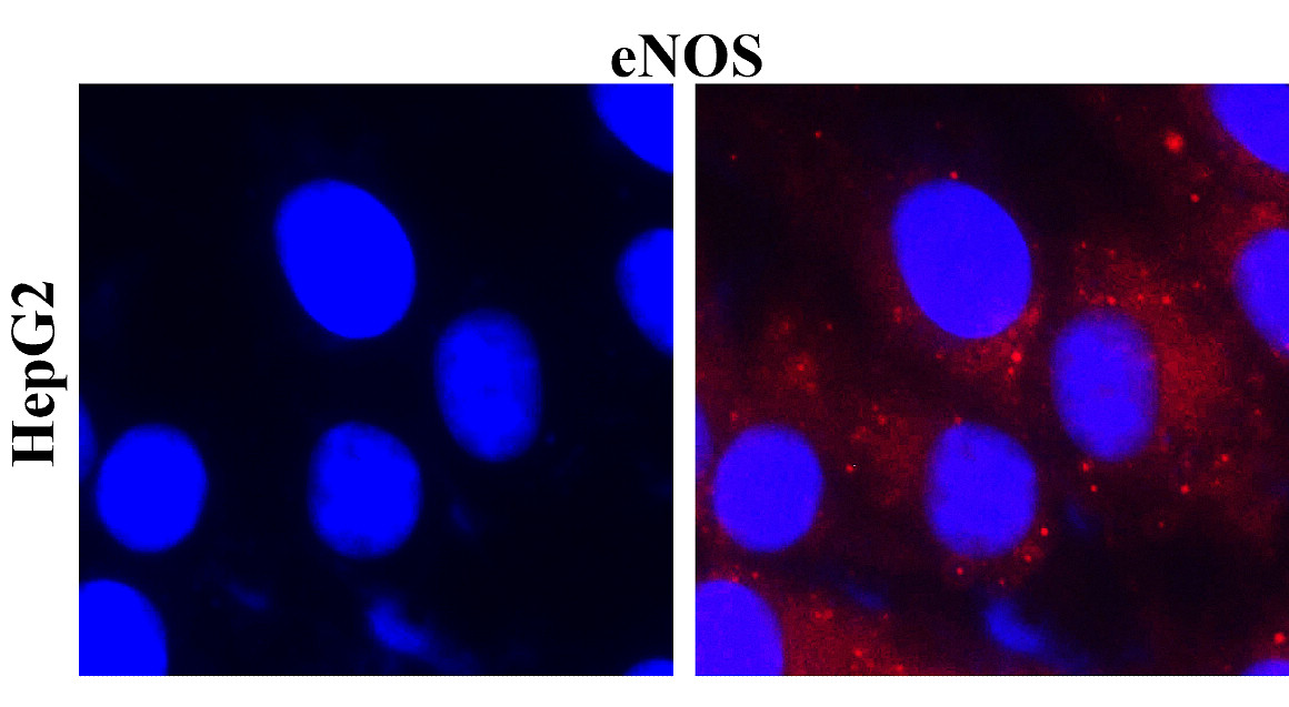 IR82-282 anti-eNOS / NOS3 antibody_HepG2 ICC/IF image