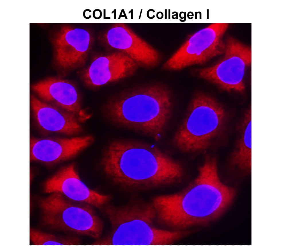 IR292-962 anti-COL1A1 / Collagen I antibody ICC/IF image