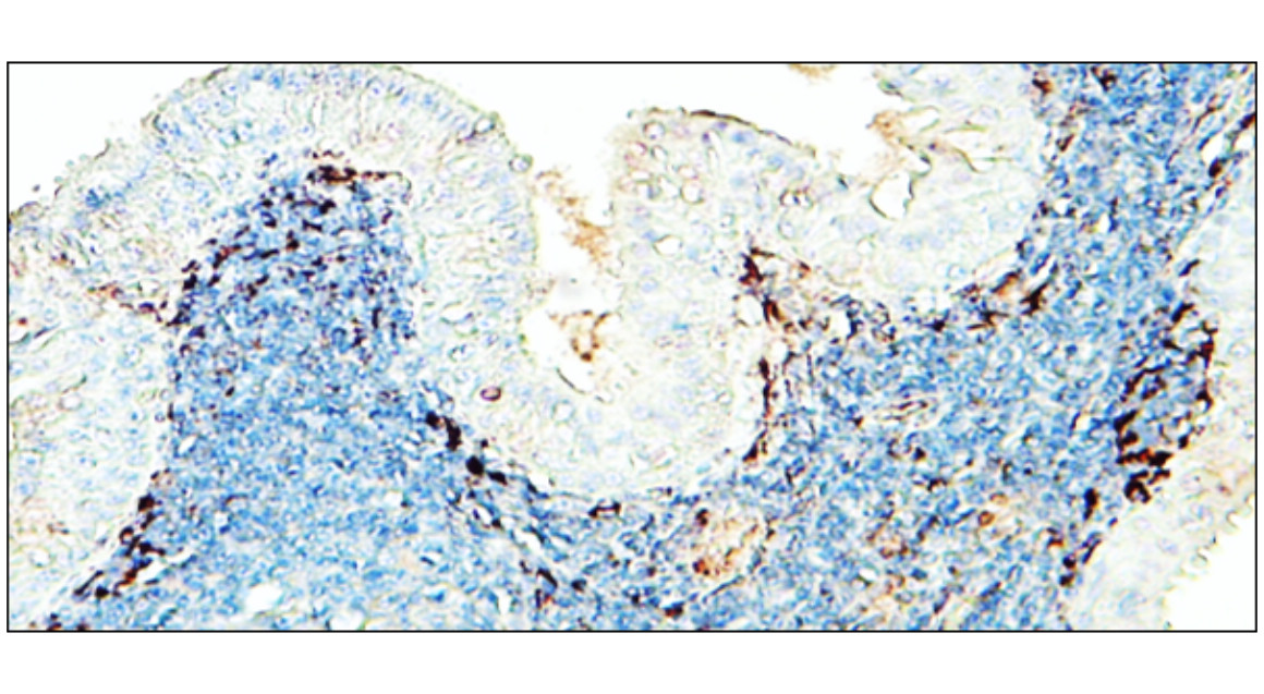 IR257-912 anti-CD11b / ITGAM antibody IHC-P image IR257-912 anti-CD11b / ITGAM antibody IHC-P image