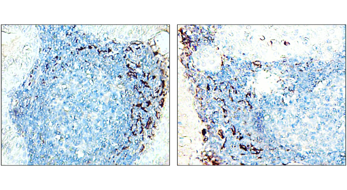 IR257-912 anti-CD11b / ITGAM antibody IHC-P image IR257-912 anti-CD11b / ITGAM antibody IHC-P image