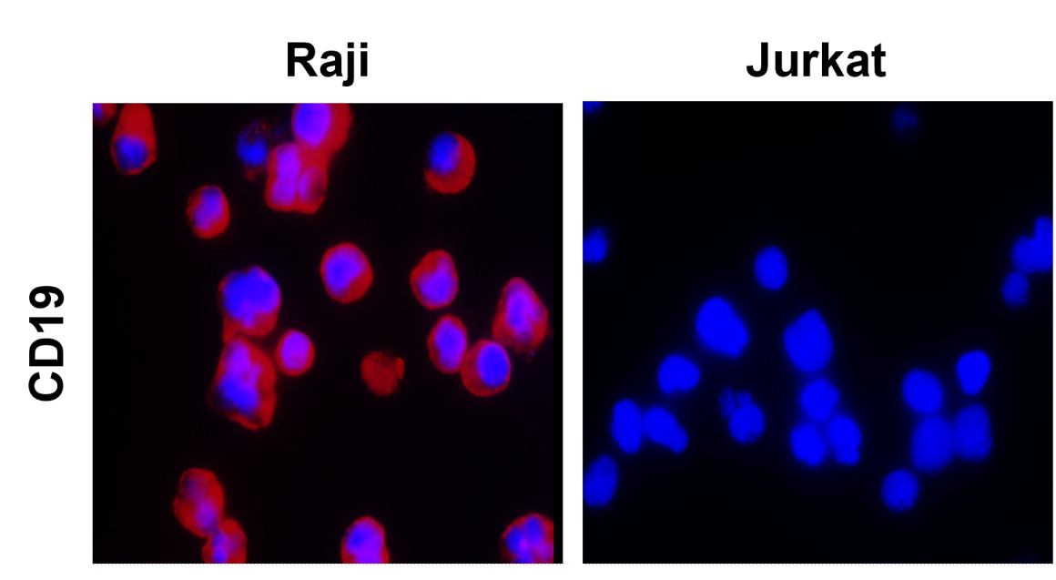 IR253-901 anti-CD19 antibody ICC/IF image IR253-901 anti-CD19 antibody ICC/IF image