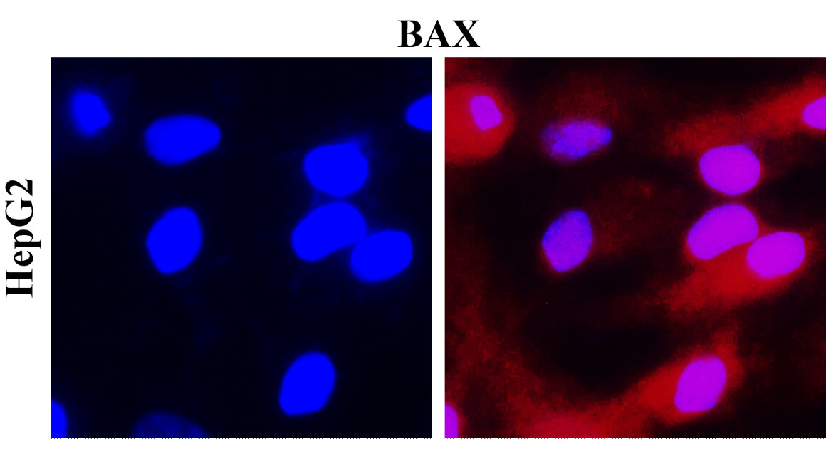 IR93-389 anti-BAX antibody ICC/IF image