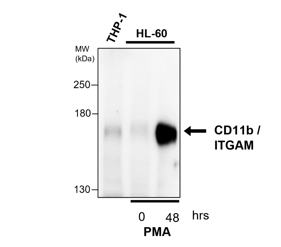 IR257-912 anti-CD11b / ITGAM antibody WB image IR257-912 anti-CD11b / ITGAM antibody WB image