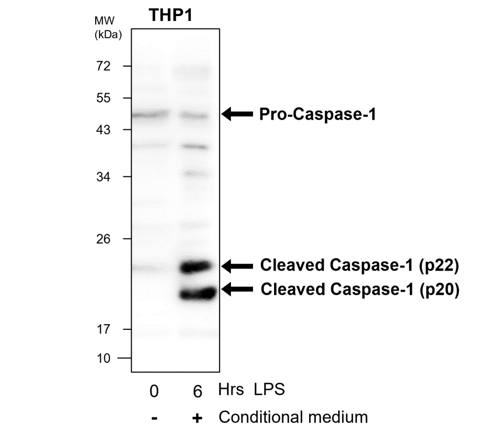 IR95-397 anti-Caspase-1 Cleaved Asp297 antibody WB image IR95-397 anti-Caspase-1 Cleaved Asp297 antibody WB image