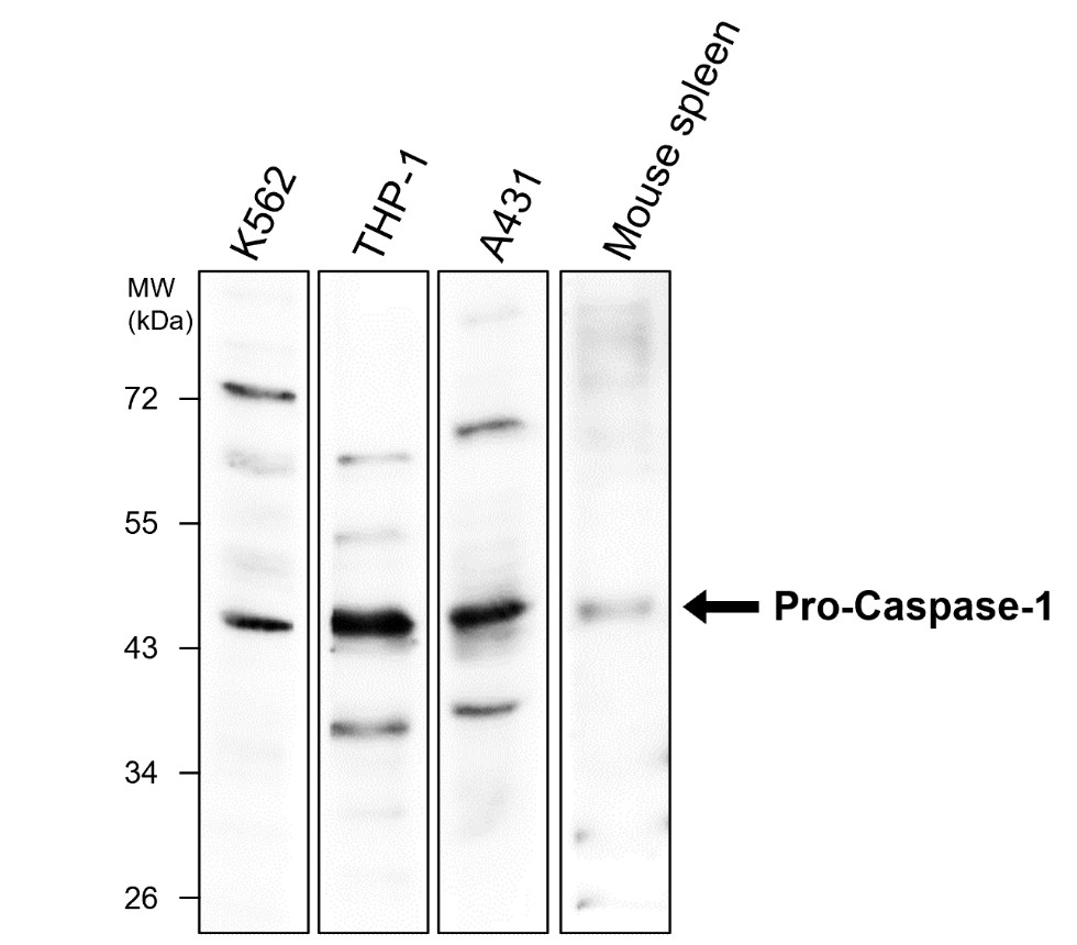 IR95-397 anti-Caspase-1 Cleaved Asp297 antibody WB image IR95-397 anti-Caspase-1 Cleaved Asp297 antibody WB image