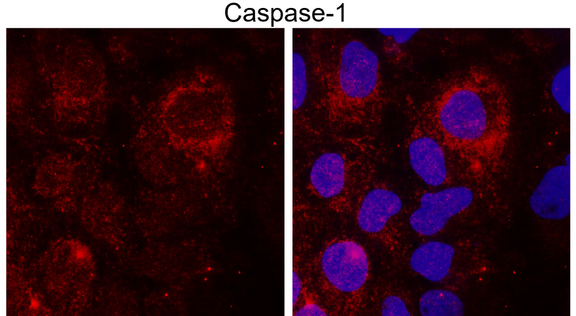 IR95-397 anti-Caspase-1 Cleaved Asp297 antibody ICC/IF image IR95-397 anti-Caspase-1 Cleaved Asp297 antibody ICC/IF image