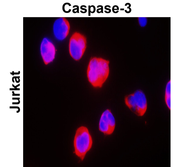 IR96-401 anti-Caspase 3 p17/19 antibody ICC/IF image