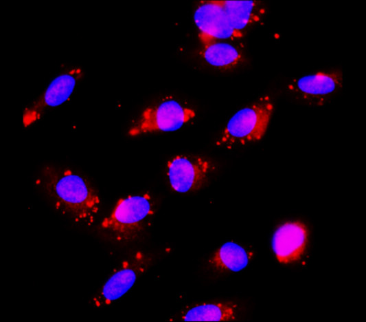 IR99-409 anti-Caspase8 antibody ICC/IF image 