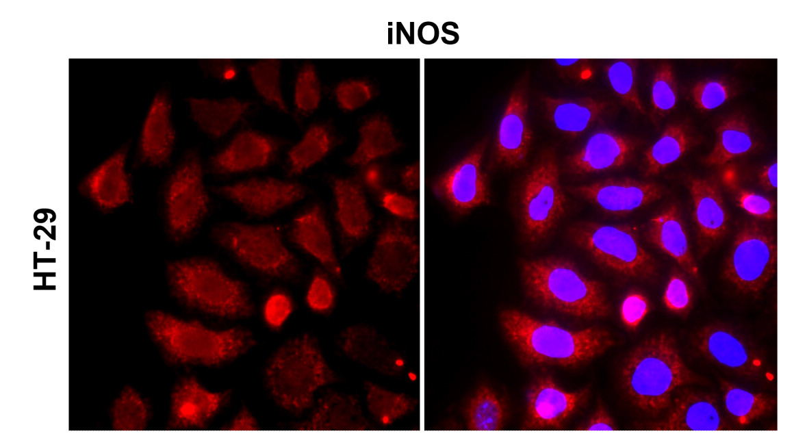 IR231-856 anti-iNOS antibody ICC/IF image