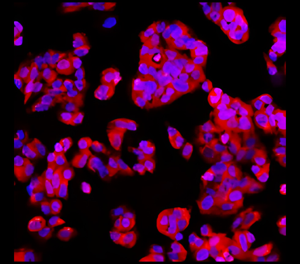 IR218-1 anti-EpCAM antibody ICC/IF image