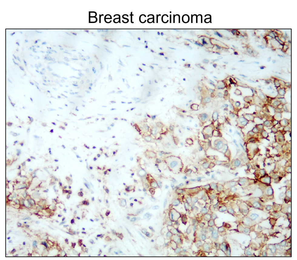 IR208-752 anti-CD44 antibody IHC image IR208-752 anti-CD44 antibody IHC image