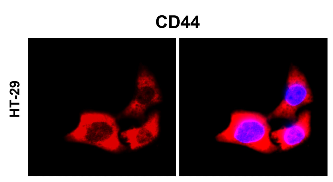 IR208-752 anti-CD44 antibody ICC/IF image